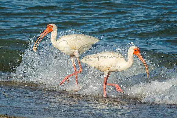 White Ibis
