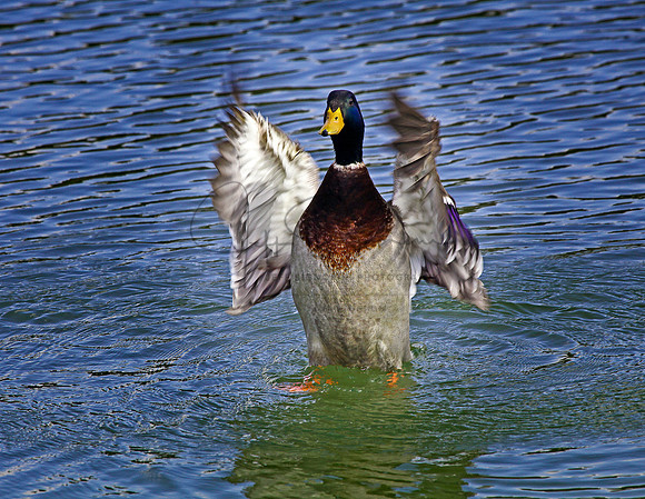 Duck Warm Up