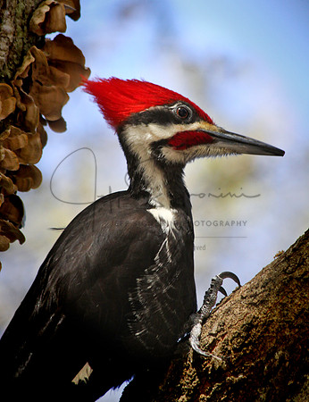 Woodpecker