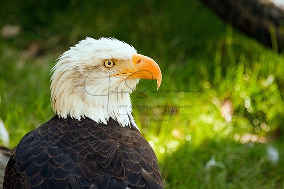 Bald Eagle