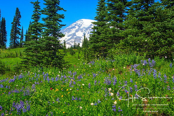 Wildflowers on Mount Rainier