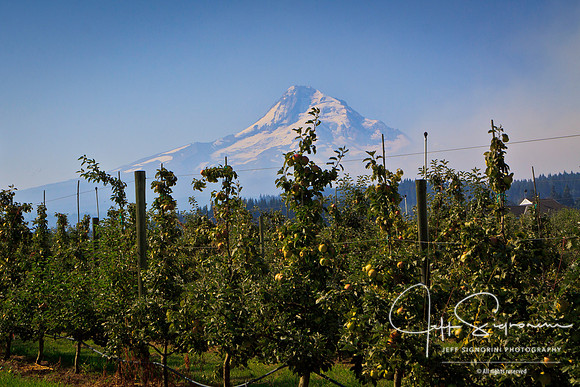 Along the Oregon "Fruit Loop"