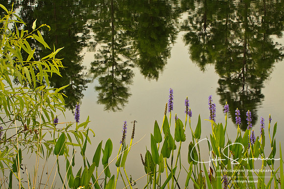 Garden Pond