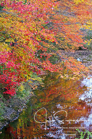 Maine stream in Autumn