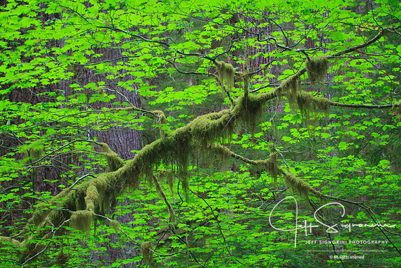 Sol Duc Valley, Olympic National Park