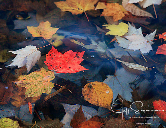 Acadia Fall