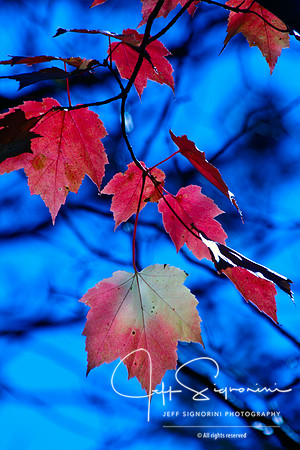 Red on Blue