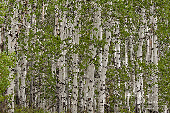 Aspen Stand in Spring
