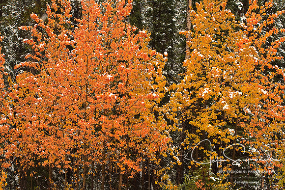 Fall Colors, Fall Snow