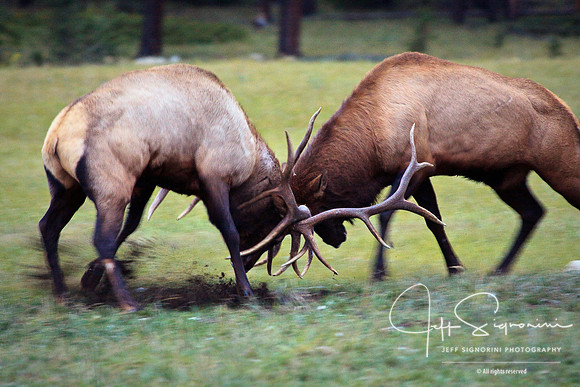 Bull Elk in Rut Season, Jasper N.P.