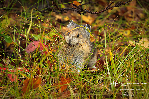 Pika