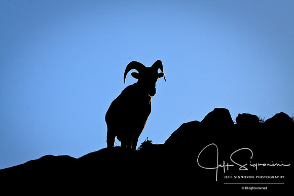 Bighorn sheep on a ridge in Jasper National Park, Alberta, Canada