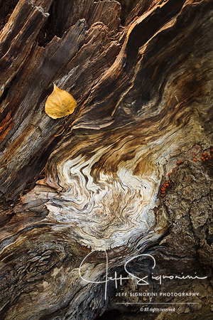 Nature's Art 2