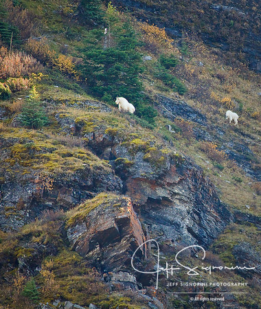 Lake Louise Mountain Goats