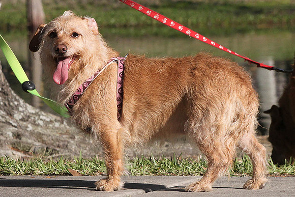 Mutt March 2011 574