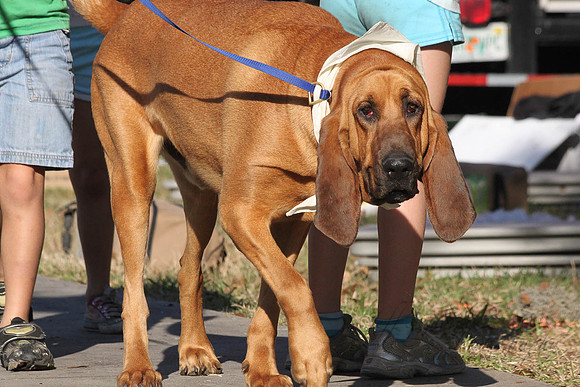 Mutt March 2011 576