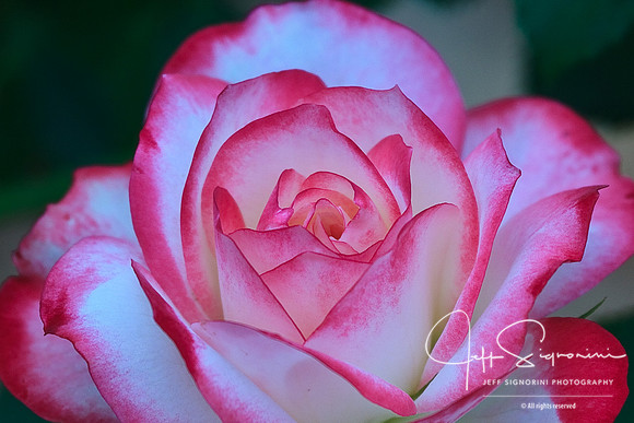 Florida Rose