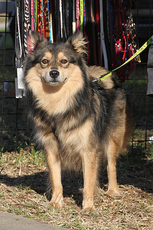 Mutt March 2011 584