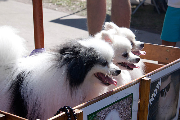 Dogs 06