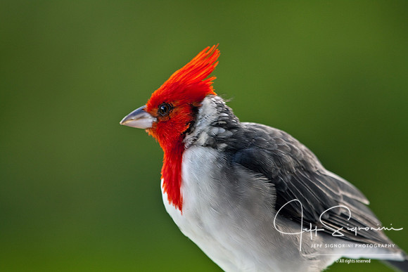 Hawaiian Cardinal