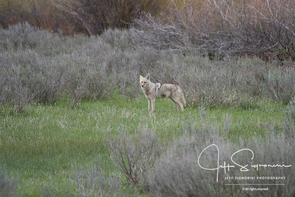 coyote along road