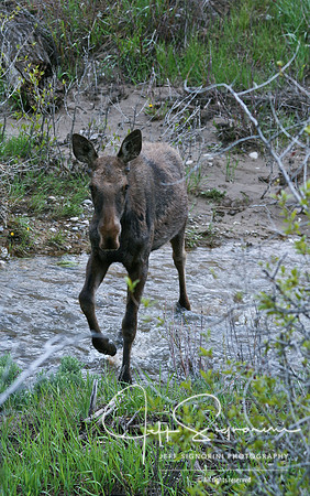 moose along Gros Ventre Road
