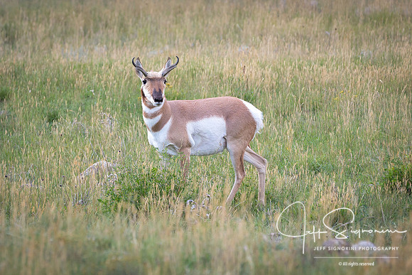 Pronghorn Antelope - Grand Teton National Park, Wyoming