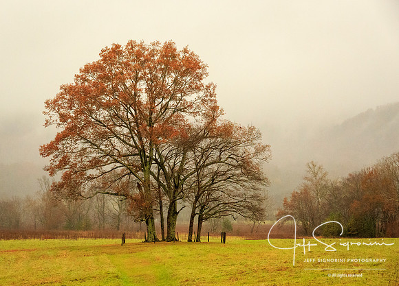 Rainy Day in Cade's Cove, GSMNP