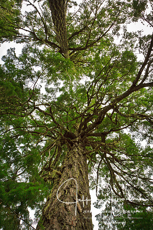 Olympic National Park