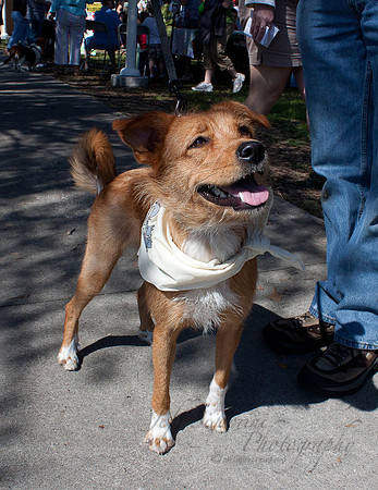 Dogs 07