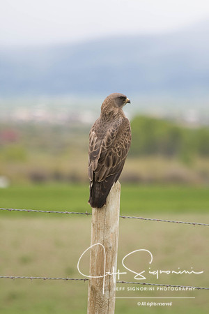 neighborhood hawk