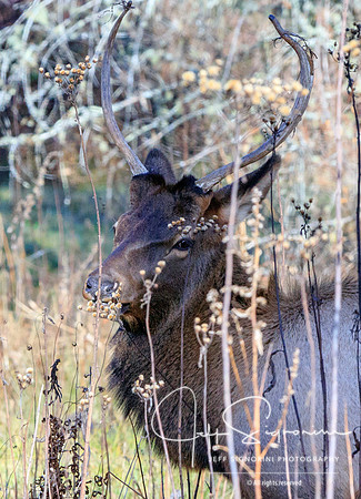 Elk - Cataloochee,  Great Smoky Mountains National Park.