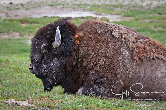 Yellowstone NP