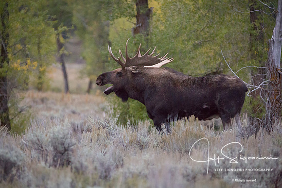 Bull Moose, Grand Teton NP