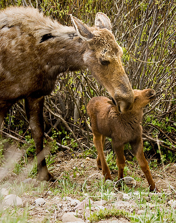 Mother & Child 2, Teton Spring