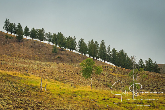 Hayden Valley -Yellowstone National Park, Wyoming