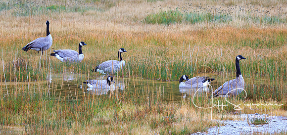 Canada Geese, Geyser field, Yellowstone NP