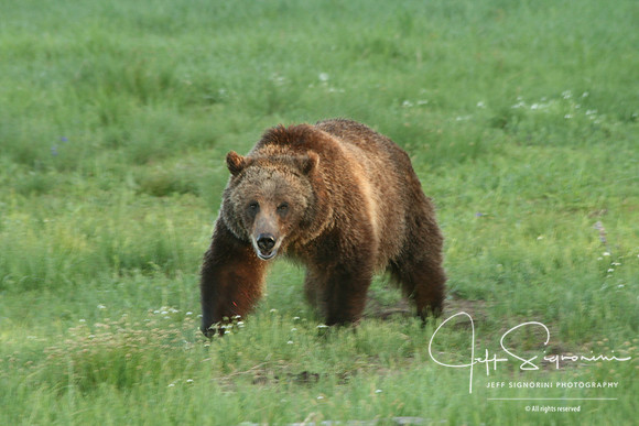 Early morning grizzly shot