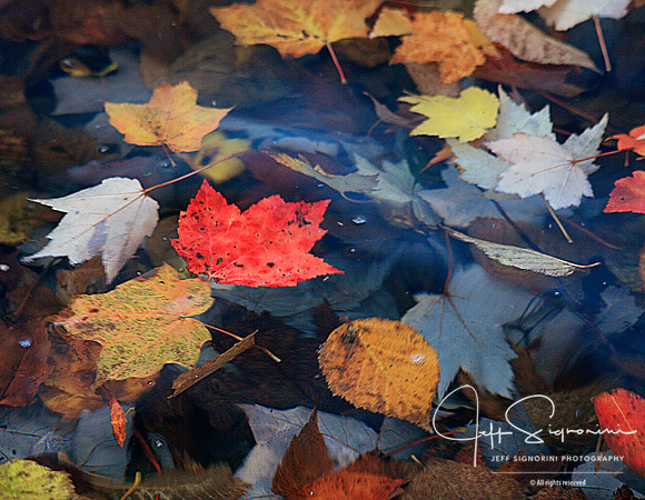 Acadia Fall. Acadia National Park, Maine