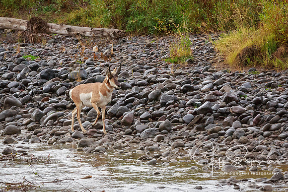 Pronghorn Antelope - Yellowstone National Park, Wyoming