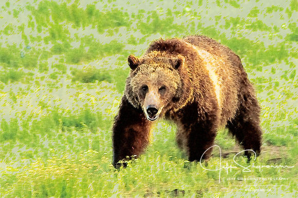 Grizzly at Jackson Lake Junction