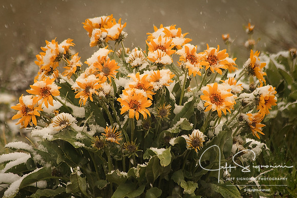 Snow Flowers - June in the Tetons