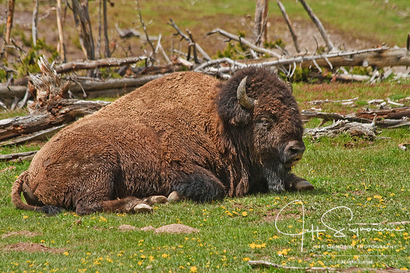 Yellowstone NP bison