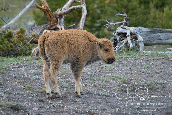 Yellowstone NP
