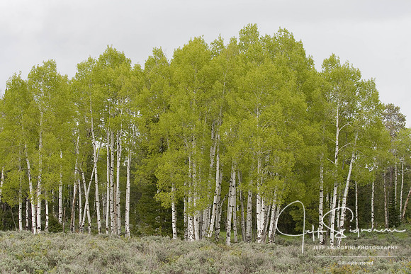 Grand Teton National Park
