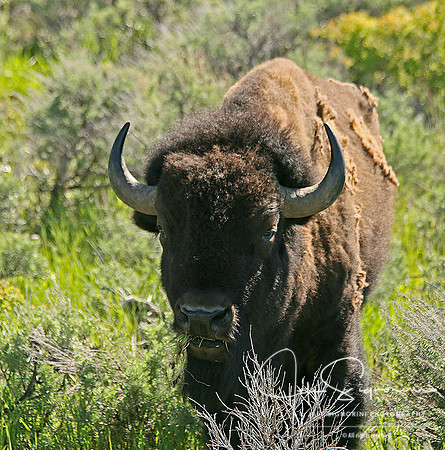 Grand Teton National Park