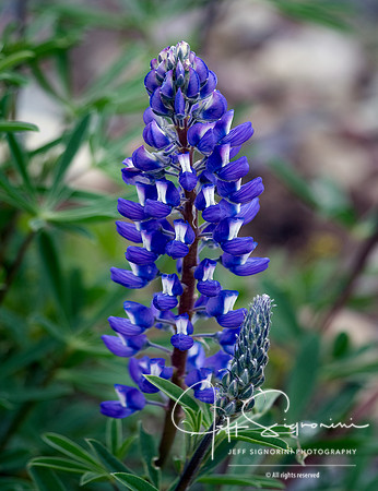 Lupine