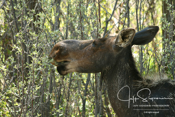 moose along Gros Ventre Road