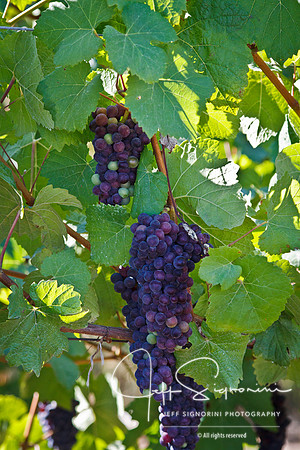 Delfino Vineyard, Oregon