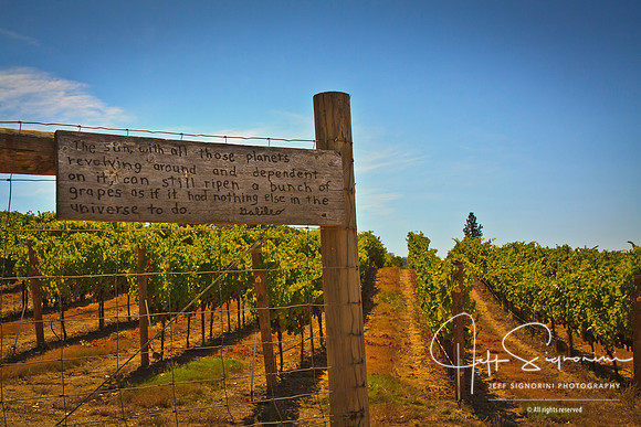 Delfino Vineyard, Oregon